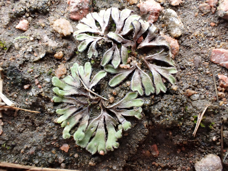 Riccia beyrichiana
